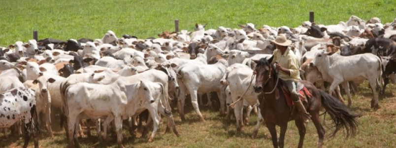 Comea a vacinao contra a febre aftosa em Minas